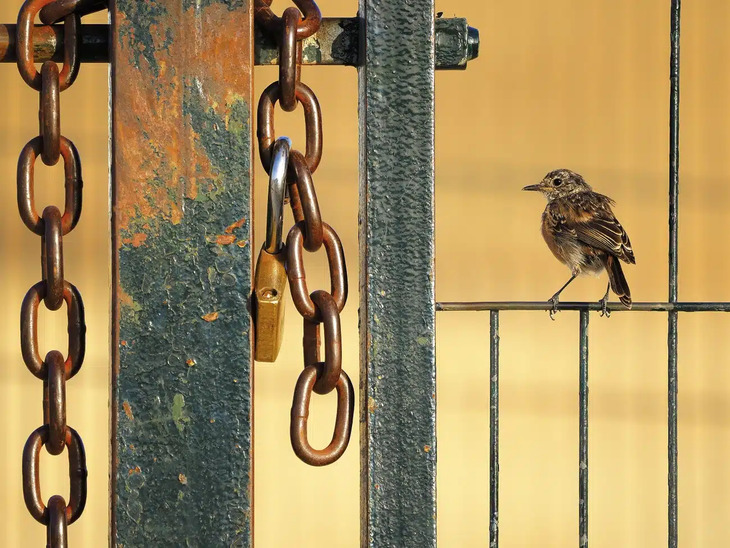 Premios internacionales a la mejor fotografía de la naturaleza del 2024