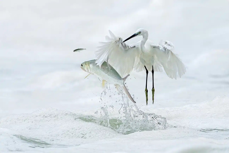 Premios internacionales a la mejor fotografía de la naturaleza del 2024