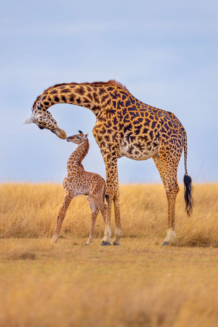 Premios internacionales a la mejor fotografía de la naturaleza del 2024