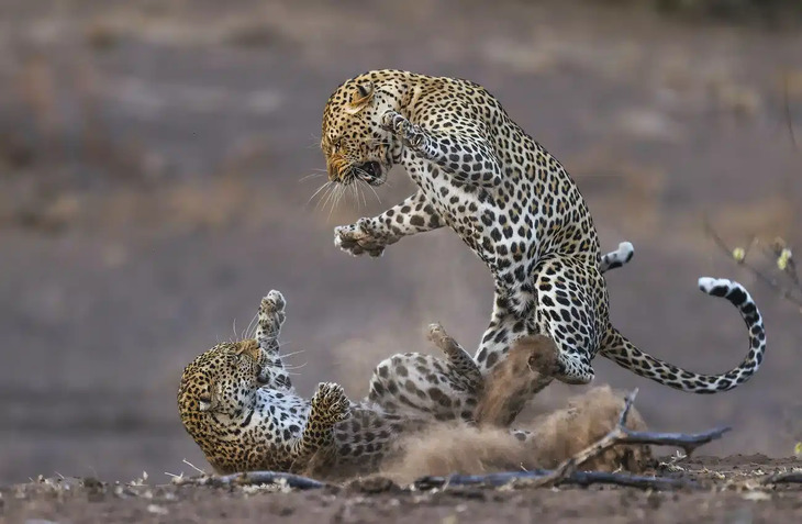 Premios internacionales a la mejor fotografía de la naturaleza del 2024