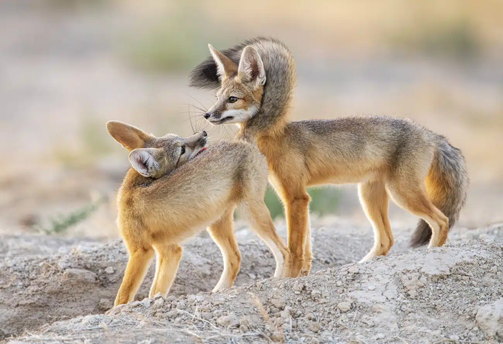 Premios internacionales a la mejor fotografía de la naturaleza del 2024