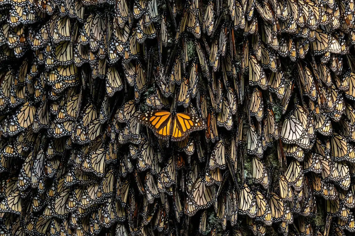 Premios internacionales a la mejor fotografía de la naturaleza del 2024