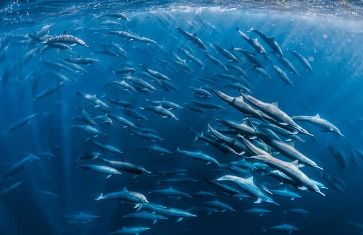 Premios internacionales a la mejor fotografía de la naturaleza del 2024