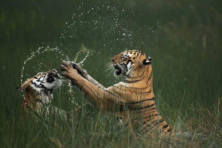 Premios internacionales a la mejor fotografía de la naturaleza del 2024