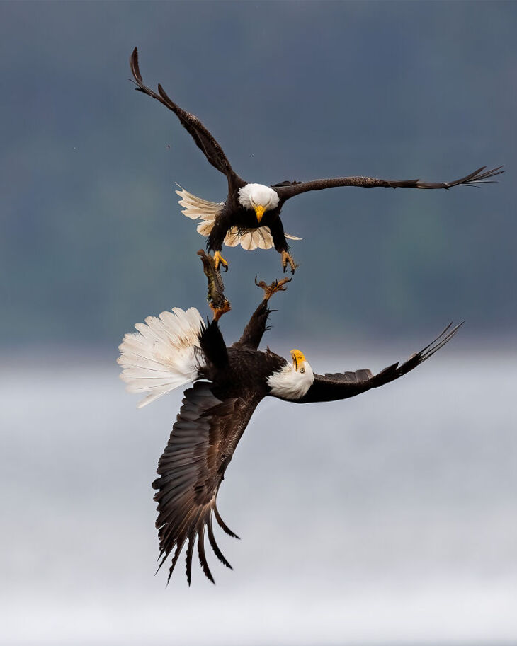 Premios internacionales a la mejor fotografía de la naturaleza del 2024