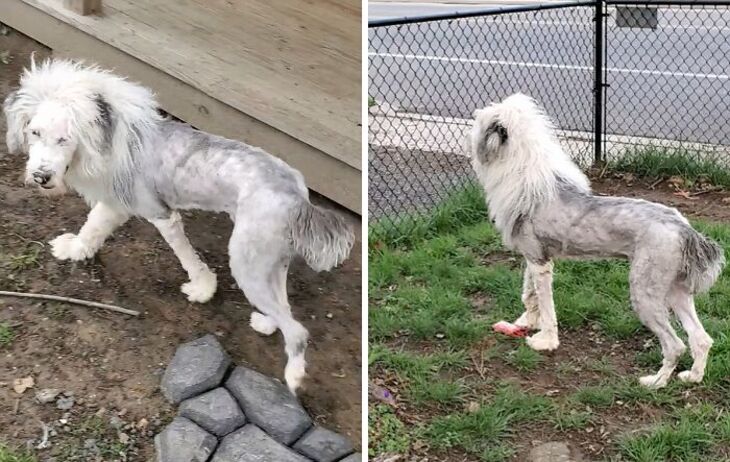 Divertidos Cortes De Pelo Para Mascotas