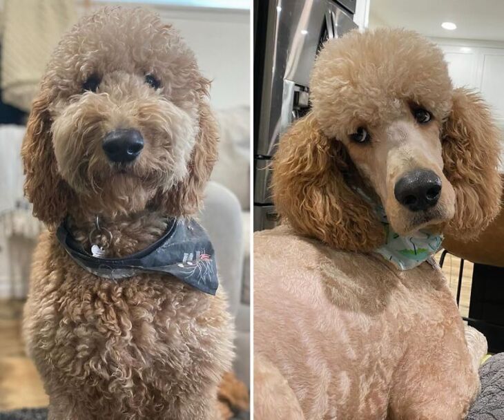 Divertidos Cortes De Pelo Para Mascotas