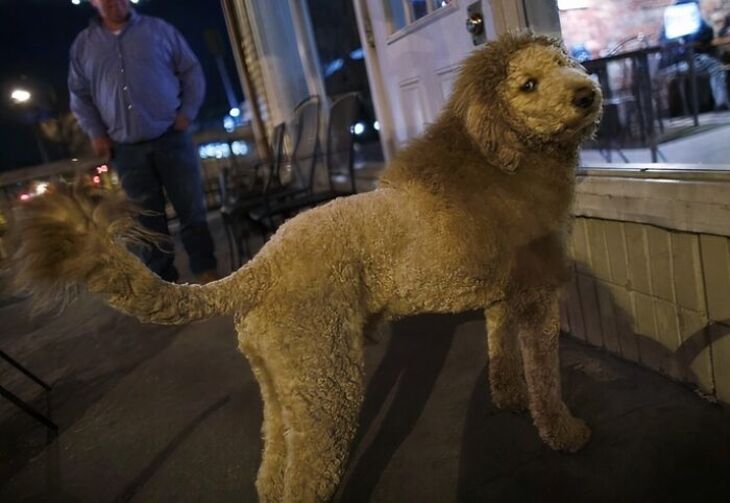 Divertidos Cortes De Pelo Para Mascotas