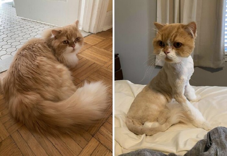 Divertidos Cortes De Pelo Para Mascotas