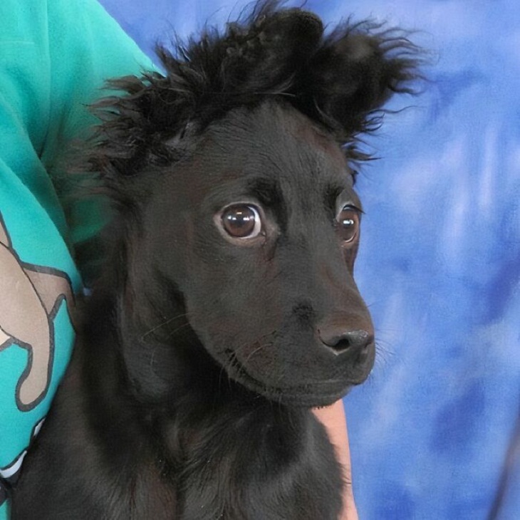 Divertidos Cortes De Pelo Para Mascotas