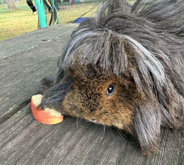 Divertidos Cortes De Pelo Para Mascotas