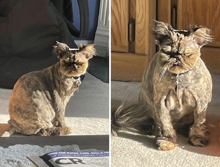 Divertidos Cortes De Pelo Para Mascotas