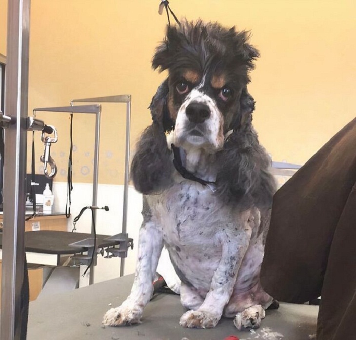 Divertidos Cortes De Pelo Para Mascotas