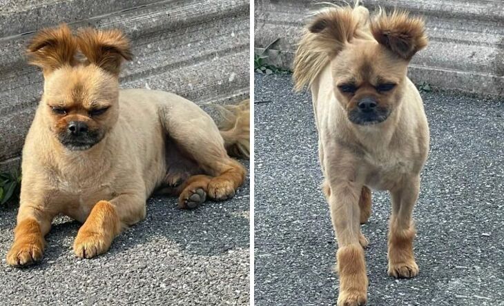 Divertidos Cortes De Pelo Para Mascotas