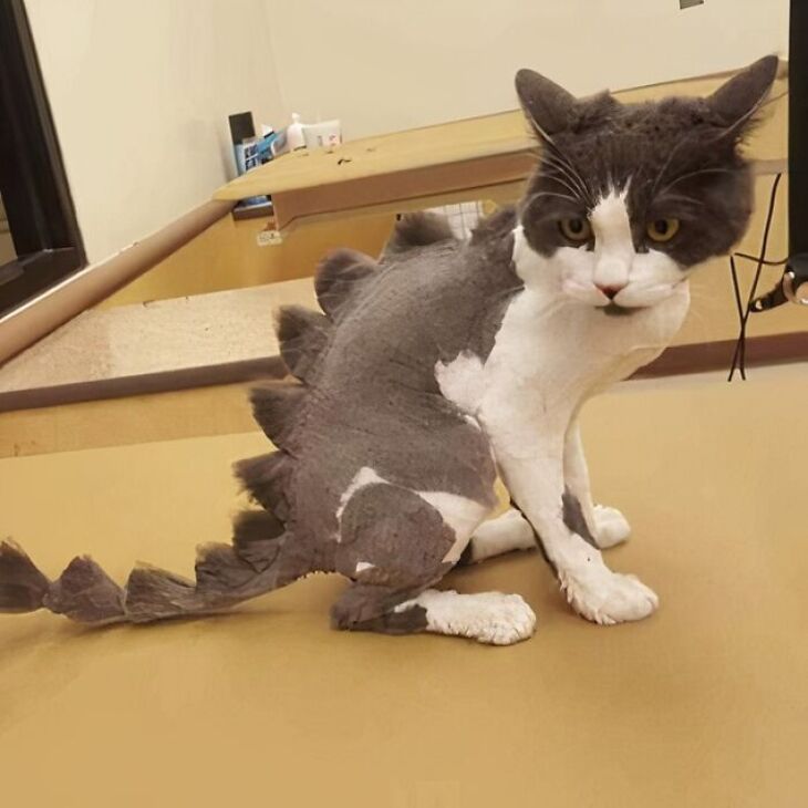 Divertidos Cortes De Pelo Para Mascotas