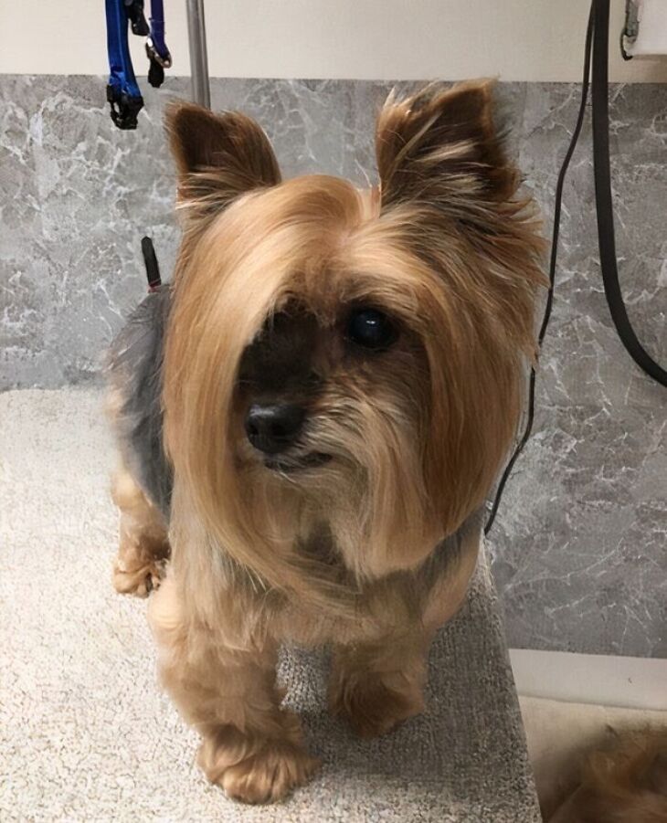 Divertidos Cortes De Pelo Para Mascotas