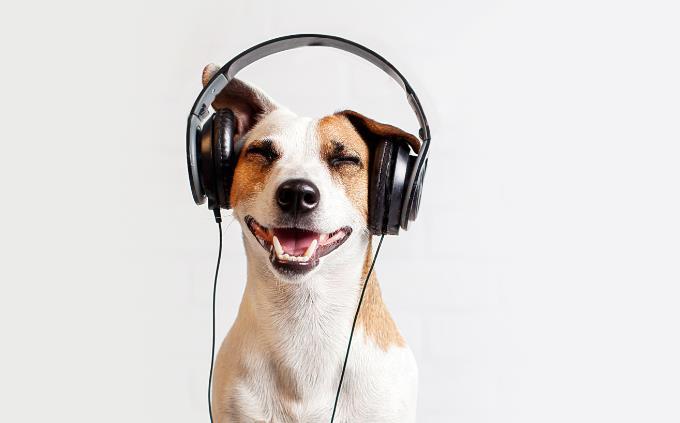 Prueba de reconocimiento de décadas de canciones: perro con auriculares