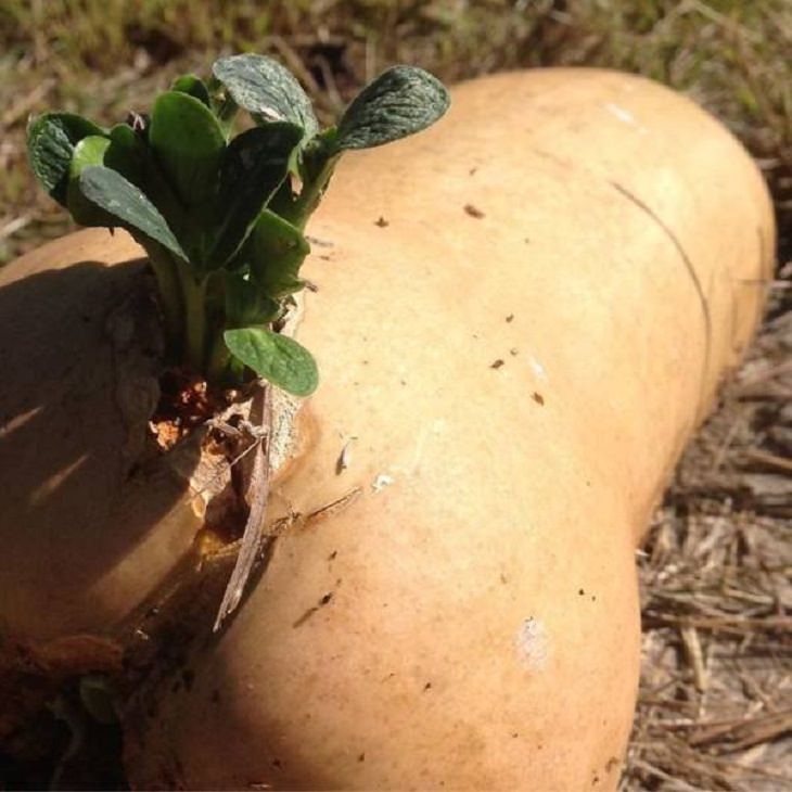 Plantas y Vegetales Inusuales