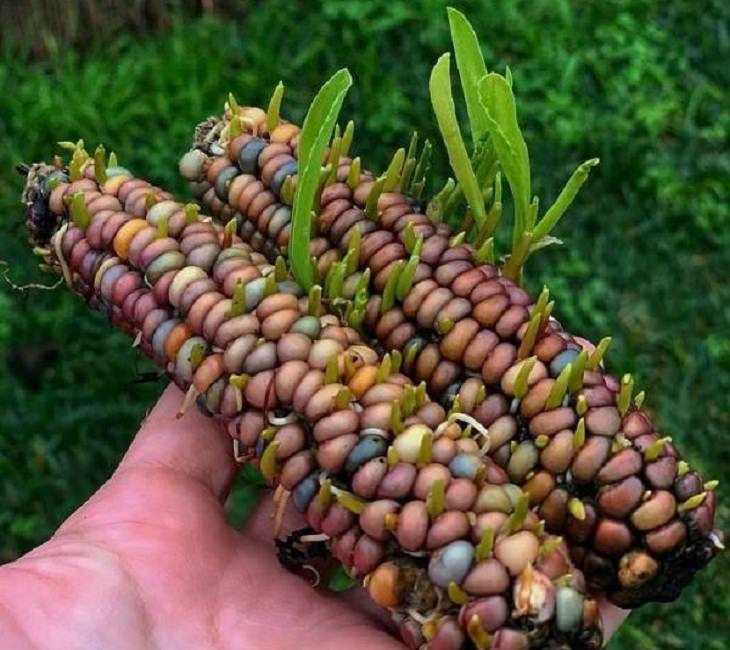 Plantas y Vegetales Inusuales