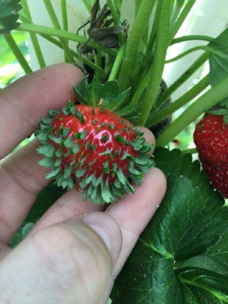 Plantas y Vegetales Inusuales