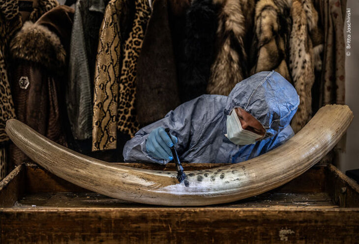 Premios Del Fotógrafo De Vida Salvaje Del Año 2024