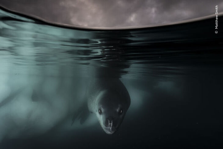 Premios Del Fotógrafo De Vida Salvaje Del Año 2024