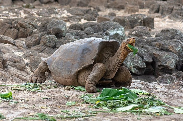  Animales Que Fueron Salvados De La Extinción