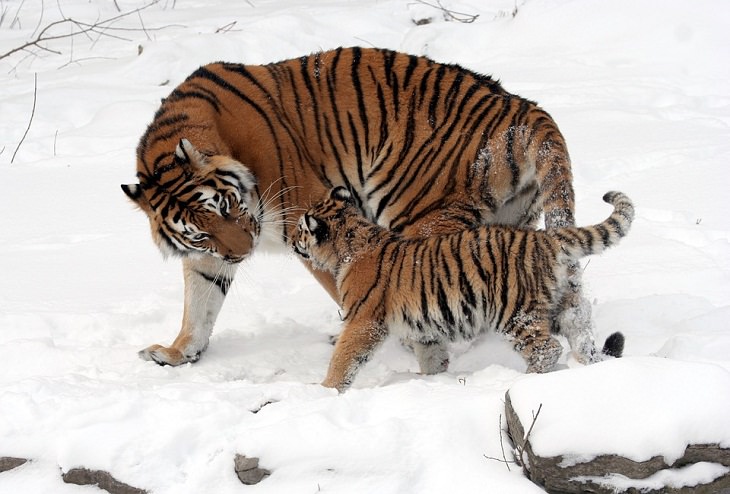  Animales Que Fueron Salvados De La Extinción