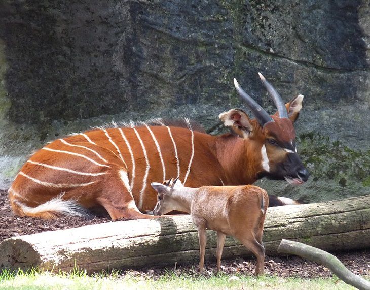  Animales Que Fueron Salvados De La Extinción