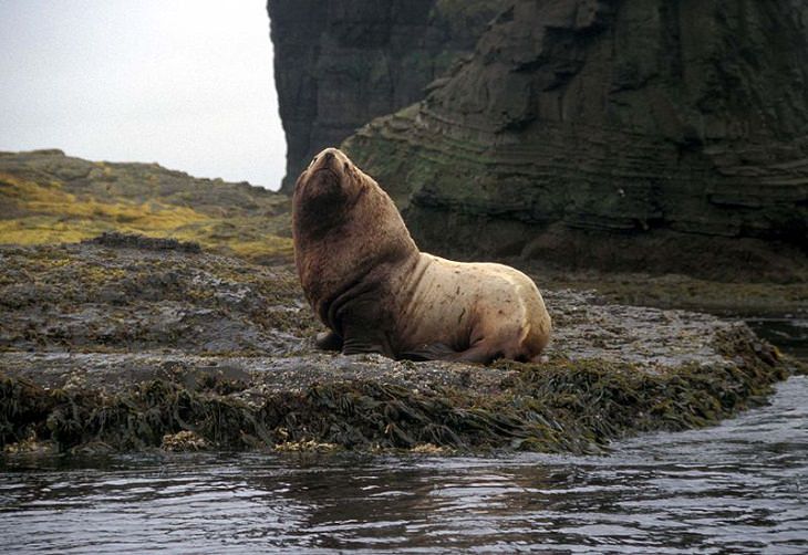  Animales Que Fueron Salvados De La Extinción