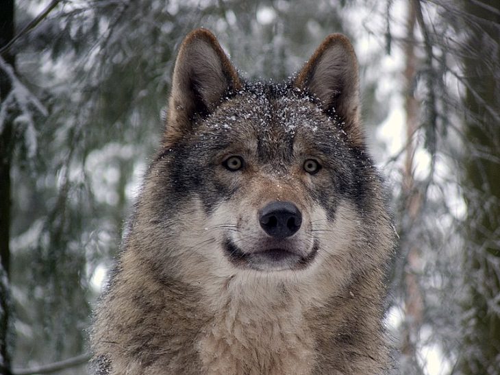  Animales Que Fueron Salvados De La Extinción