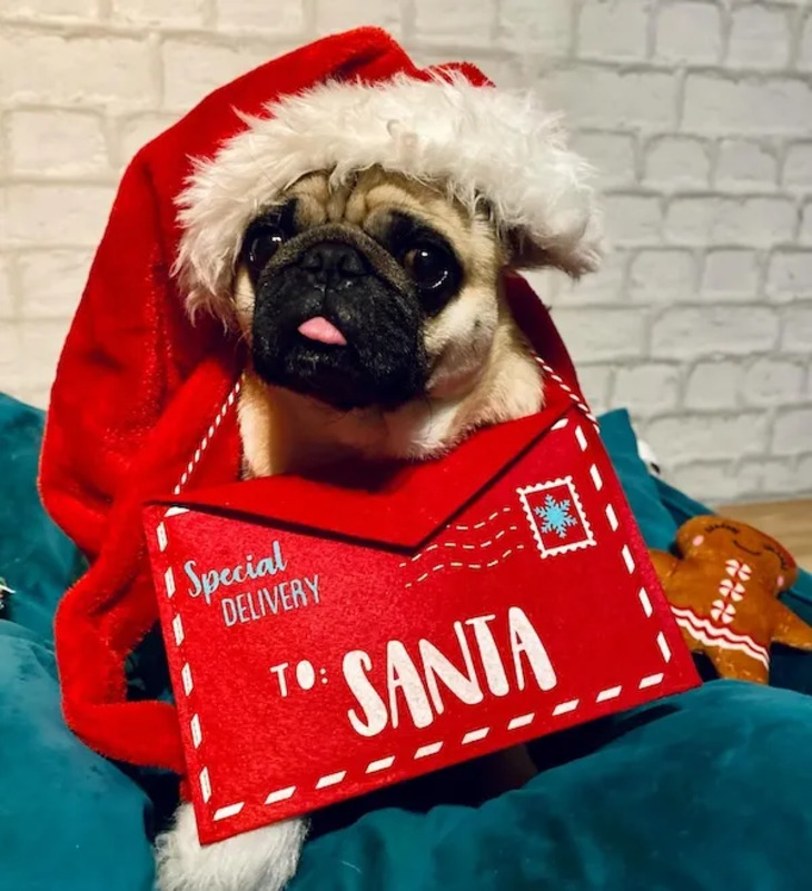 Mascotas Navideñas