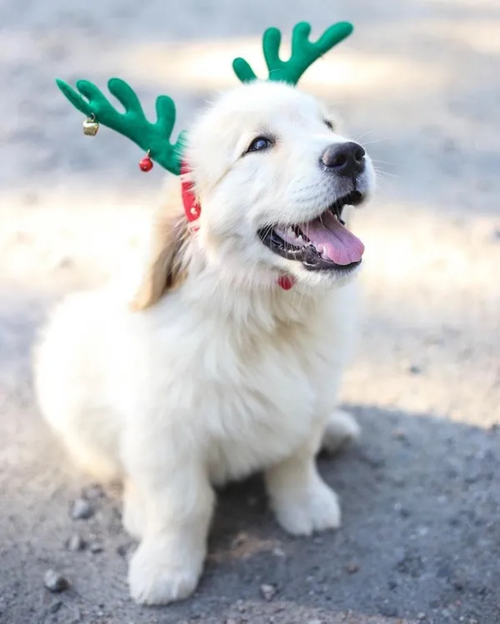 Mascotas Navideñas