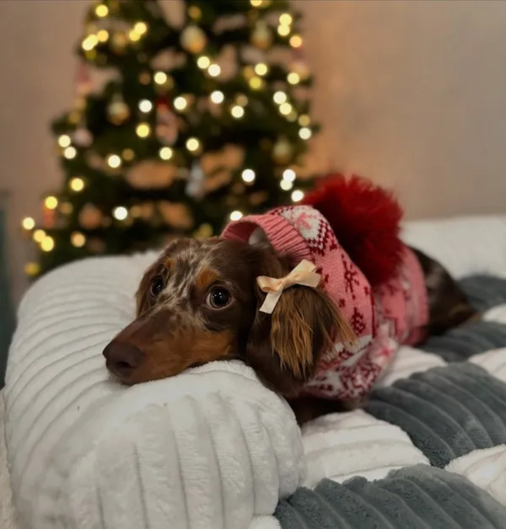 Mascotas Navideñas