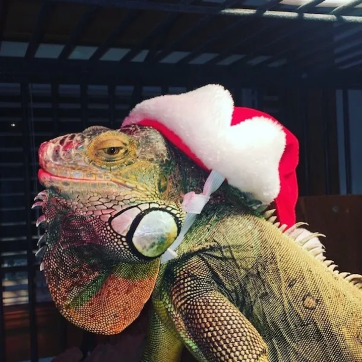 Mascotas Navideñas