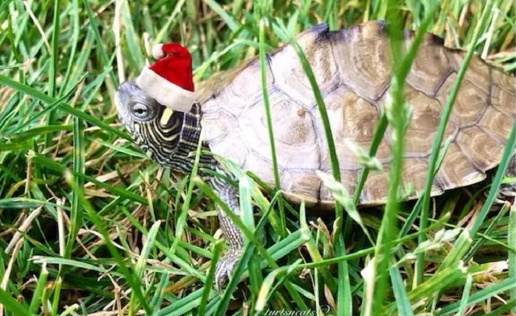 Mascotas Navideñas