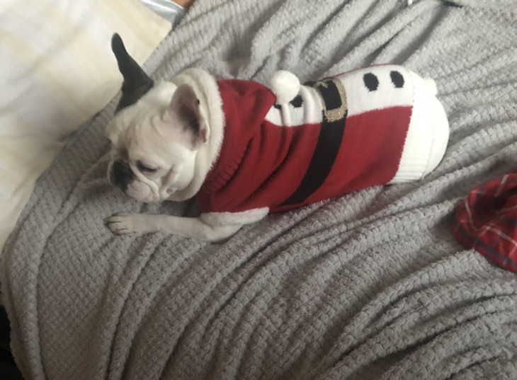 Mascotas Navideñas