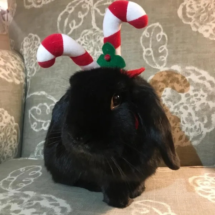 Mascotas Navideñas