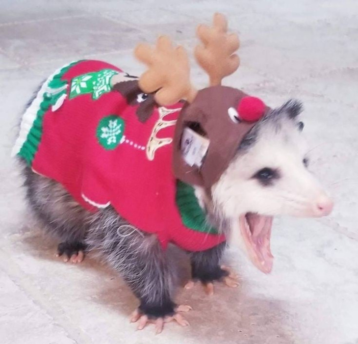 Mascotas Navideñas