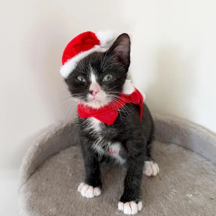 Mascotas Navideñas