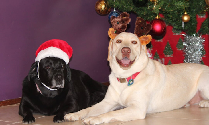 Mascotas Navideñas