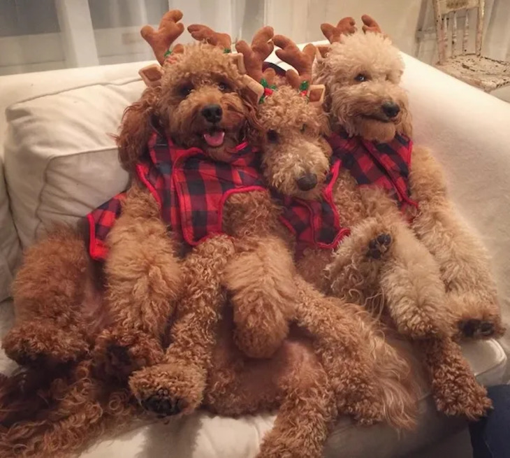 Mascotas Navideñas