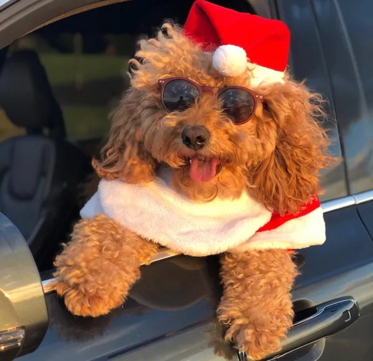 Mascotas Navideñas