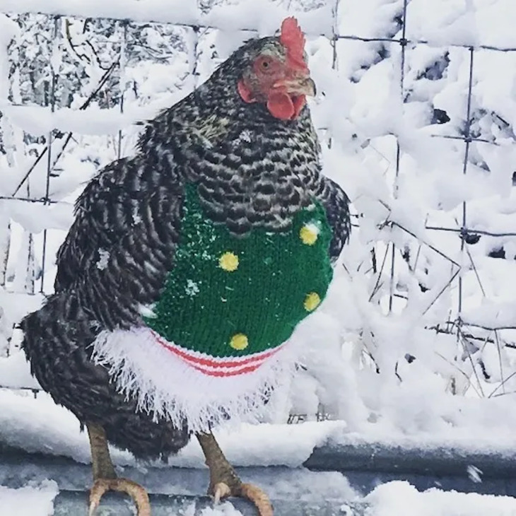 Mascotas Navideñas