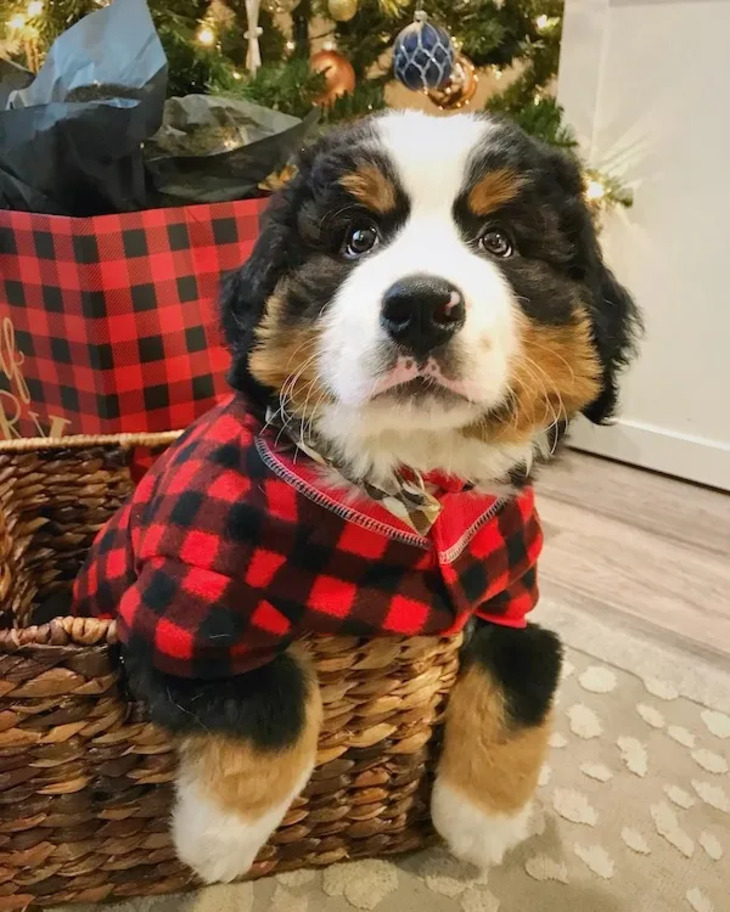 Mascotas Navideñas