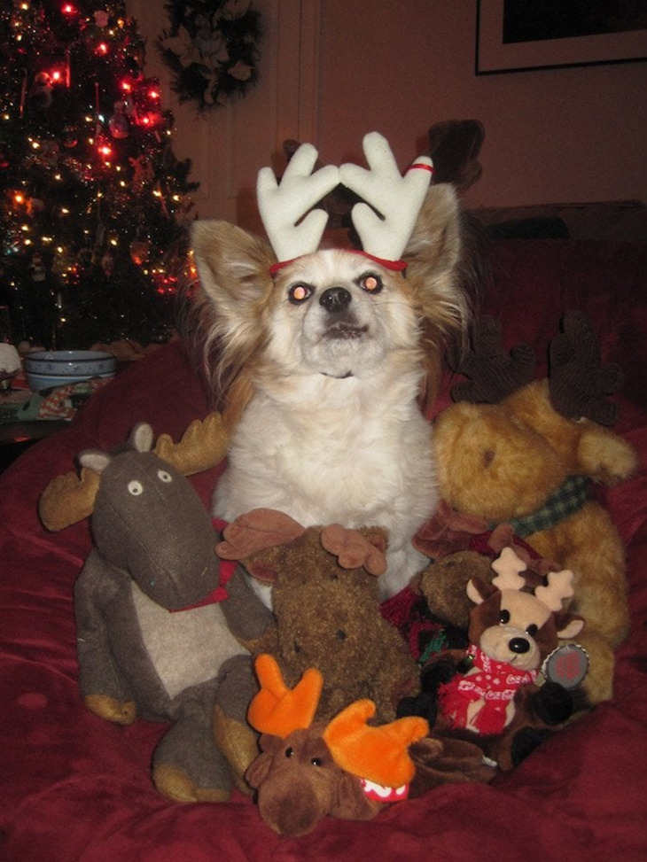 Mascotas Navideñas