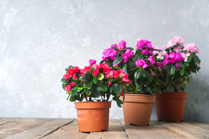 Plantas De Invierno