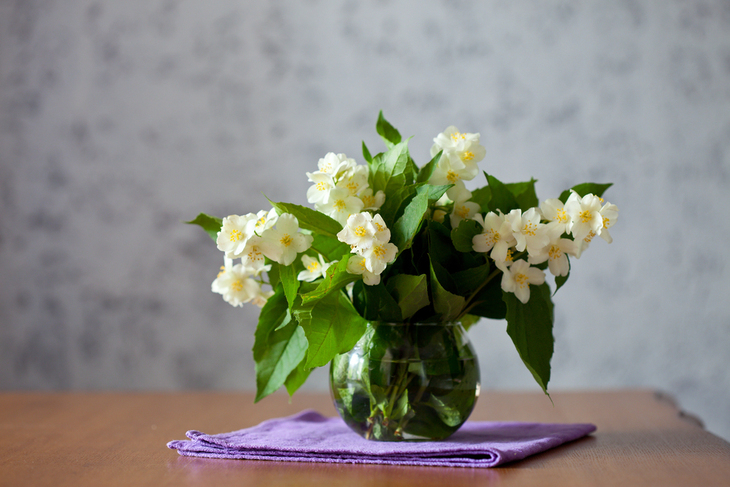 Plantas De Invierno