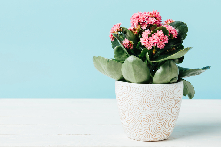 Plantas De Invierno