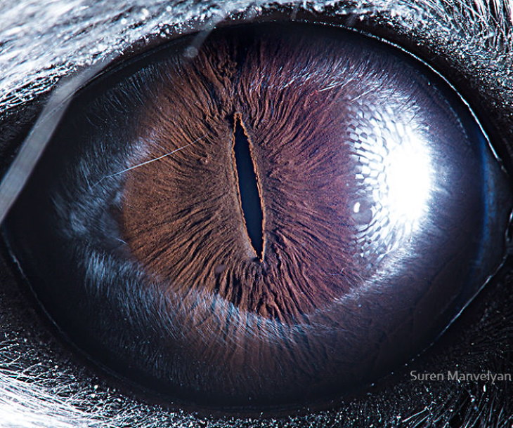 Macro Fotos De Ojos De Animales